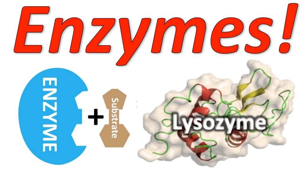 enzyme